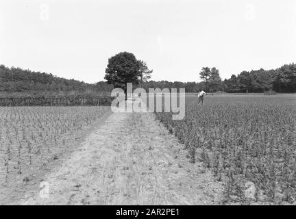 Landgoed Junne. Anmerkung zur Baumschule: Das Grundstück Junne war von 1872 bis 1932 im Besitz der Familie Lüps. Danach kam das gut in die Hände von Baron M. Bentinck zu Buckhorst aus Beerze. Nach dem Tod von Frau Bentinck am 29. Juni 1938 wurde das gut für 400.000 Gulden an die Versicherungsgesellschaft Amstleven, heute Delta Lloyd, verkauft. Anno 2014 ist das Anwesen noch im Besitz von Delta Lloyd. Vor dem Zweiten Weltkrieg gab es in Junne ein Arbeitslager, wo auf dem Anwesen der Versicherungsgesellschaft mit staatlicher Hilfe und unter Führung der Nederlandse Heidemaatschappij, Stockfoto