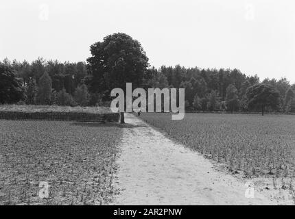 Landgoed Junne. Kinderkrippe. Anmerkung: Das Hamlet Junne war von 1872 bis 1932 im Besitz der Familie Lüps. Danach kam das gut in die Hände von Baron M. Bentinck zu Buckhorst aus Beerze. Nach dem Tod von Frau Bentinck am 29. Juni 1938 wurde das gut für 400.000 Gulden an die Versicherungsgesellschaft Amstleven, heute Delta Lloyd, verkauft. Anno 2014 ist das Anwesen noch im Besitz von Delta Lloyd. Vor dem Zweiten Weltkrieg gab es in Junne ein Arbeitslager, wo auf dem Anwesen der Versicherungsgesellschaft mit staatlicher Hilfe und unter der Führung der Nederlandse Heidemaatschappij Stockfoto