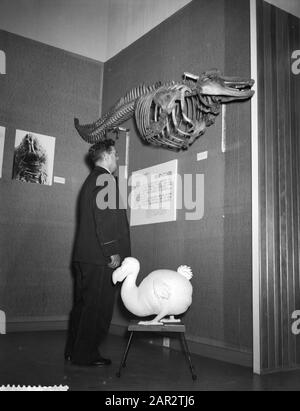 Ausstellung im Zoologischen Museum Datum: 12. Mai 1958 Schlagwörter: Ausstellungen Name Der Institution: Zoologisches Museum Stockfoto
