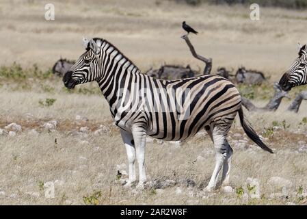 Ein ausgewachsenes Zebra steht stolz auf der Savanne Stockfoto