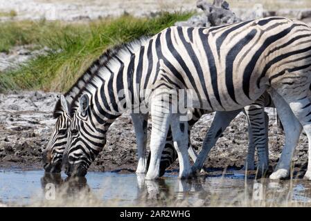 Zwei Zebras haben den Kopf nebeneinander an einem kleinen Wasserloch in Etosha, Namibia, mit Trinkwasser. Stockfoto