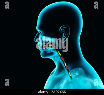 Schluckstörungen, Dysphagie. Pharyngeale und ösophageale Dysphagie. Mundphase. Der Weg der Nahrung, der Schluck. Röntgenbild der Person, 3D-Rendering. Stockfoto