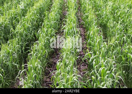 Reihen junger Gerste, die in Reihen auf einem Feld wachsen Stockfoto