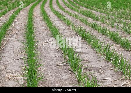 Reihen junger Weizenpflanzen, die auf einem Feld wachsen Stockfoto