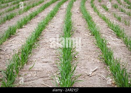 Reihen junger Weizenpflanzen, die auf einem Feld wachsen Stockfoto