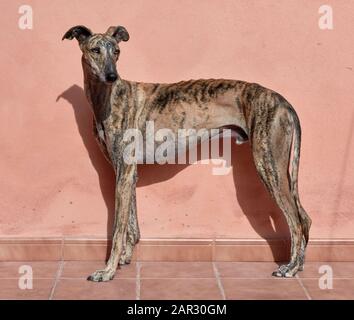 Spanischer Windhund. Männlich Stockfoto