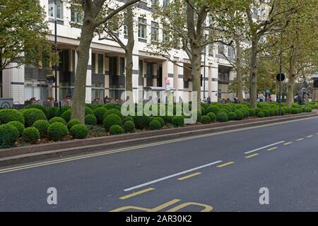 Gebäude auf der von Bäumen gesäumten West India Avenue in Canary Wharf, London, Großbritannien, mit vielen runden Büschen Stockfoto