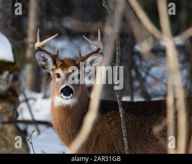 Ein Wildschwanz, Odocoileus virginianus, versteckt sich im Winter in der Wildnis der Adirondack Mountains. Stockfoto