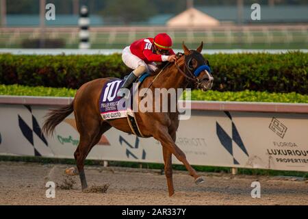 Hallandale Beach, FL, USA. Januar 2020. Hallandale BEACH, FL - 25. JANUAR: Mucho Gusto, #10, geritten von Jockey Irad Ortiz, Jr., gewinnt die Pegasus-Weltmeisterschaft 2020 am 25. Januar 2020 im Gulfstream Park in Hallandale Beach, Florida. Kaz Ishida/Eclipse Sportswire/CSM/Alamy Live News Stockfoto