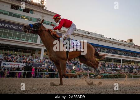 Hallandale Beach, FL, USA. Januar 2020. Hallandale BEACH, FL - 25. JANUAR: Mucho Gusto, #10, geritten von Jockey Irad Ortiz, Jr., gewinnt die Pegasus-Weltmeisterschaft 2020 am 25. Januar 2020 im Gulfstream Park in Hallandale Beach, Florida. Kaz Ishida/Eclipse Sportswire/CSM/Alamy Live News Stockfoto