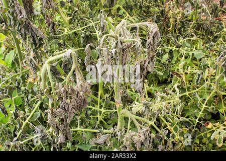 Ein Pflaster mit gefrorenen Tomatenpflanzen im Garten Stockfoto