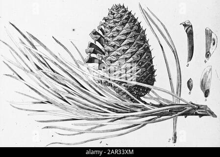 Zeichnungsdatum: Undatierte Stichwörter: Bäume, Wälder, Botanische, Alleen, Nadelholz Personenname: Pinus rigida Stockfoto