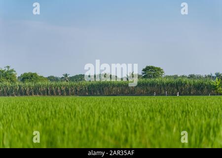 Sonniger Blick auf das grüne Reisfeld oder die Reisfarm auf überfluteten Parzellen mit Kindern zum Wandern von Bäumen und Hintergrund des Zuckerrohrfeldes und des sonnigen Himmels. Stockfoto