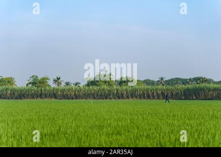 Sonniger Blick auf das grüne Reisfeld oder die Reisfarm auf überschwemmtem Parcel mit einem Gehmann und dem Hintergrund des Zuckerrohrfeldes und des sonnigen Himmels. Stockfoto