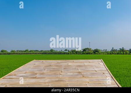 Nahaufnahme der Bambusterrasse oder des Decks und Hintergrund des grünen Paddy-Feldes oder der Reisfarm auf überschwemmtem Parcel, Zuckerrohrfeld und sonnigem Himmel. Stockfoto