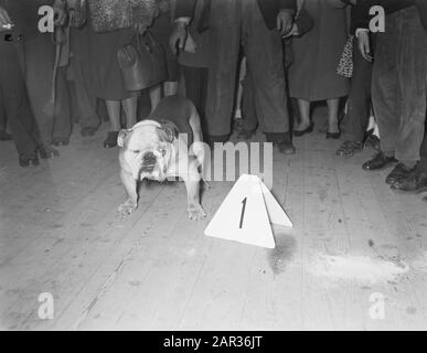 RAI International Dog Exhibition Datum: 15. April 1956 Ort: Amsterdam, Noord-Holland Schlagwörter: Hundeausstellungen Institutionenname: RAI Stockfoto