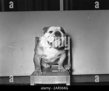 RAI International Dog Exhibition. English Bulldog von J. Fresh erster Preis Datum: 15. april 1956 Ort: Amsterdam, Noord-Holland Schlagwörter: Hundeausstellungen persönlicher Name: J. Fresh Institution Name: RAI Stockfoto