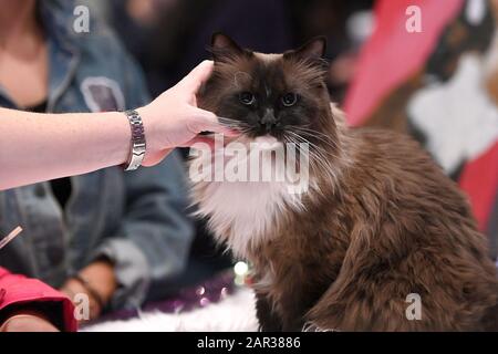 Eine weiche Hand karressiert eine mit einem Siegel geminkte Ragdoll-Katze namens Tickle Me Brown im American Kennel Club "AKC Meet The Breeds 2020", die im Jacob Javitz Center in New York, NY, am 25. Januar 2020 veranstaltet wird. (Foto von Anthony Behar/Sipa USA) Stockfoto