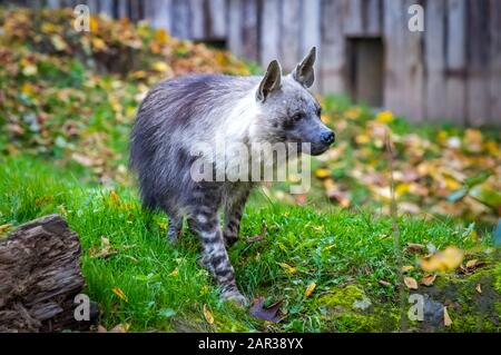 Die braune Hyäne (Hyena brunnea), auch Strandwolf genannt. Derzeit ist sie die seltenste Hyänenart. Natur- und Naturfotografie Stockfoto