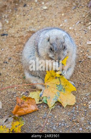 Nach Schwarz-tailed Prairie Dog (Cynomys ludovicianus) isst eine ahornblätter. Tier- und Pflanzenwelt und Natur Fotografie Stockfoto