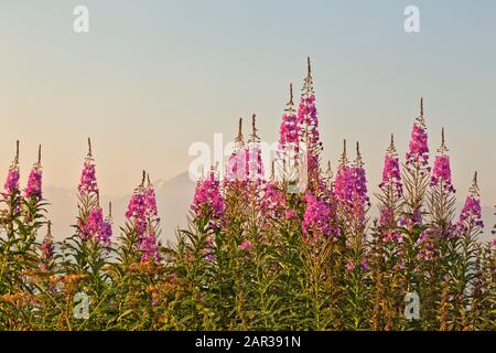 Das Feuerkraut blüht, am frühen Morgen leicht, Matanuska Susitna Valley. "Chamerion angustifolium Holub". Stockfoto