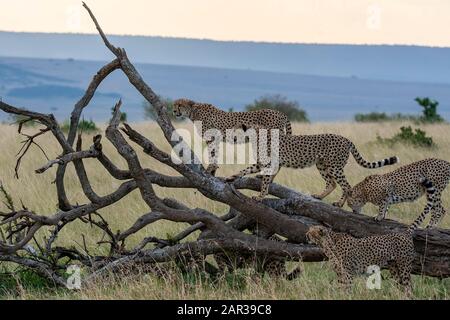 Gepard spielt auf einem umgestürzten Baum im Masai Mara National Reserve während einer Wildtier-Safari Stockfoto