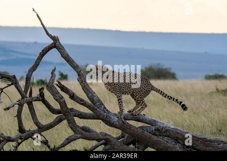 Gepard spielt auf einem umgestürzten Baum im Masai Mara National Reserve während einer Wildtier-Safari Stockfoto