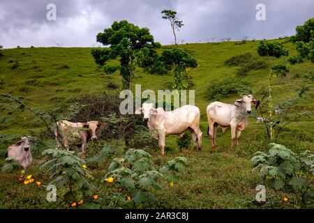 Brahmanische Tiere im nördlichen Tiefland Costa Ricas - in der Nähe von Boca Tapada, San Carlos, Costa Rica Stockfoto