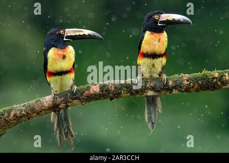 Collared Aracari im Regen - La Laguna del Lagarto Lodge - Boca Tapada, San Carlos, Costa Rica Stockfoto