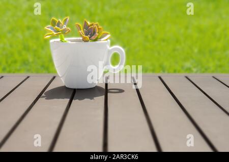 Grüne Pflanze wächst in weißem Kelch auf Holztisch. Kopierbereich. Seitenansicht. Pachira aquatica Pflanze in kleinem weißen Topf auf Holzhintergrund. Bio Food Konzept. Keine Abfallbeseitigung Stockfoto