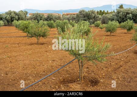 Olivenbäume und Sonnenstrahlen. Automatische Bewässerung der Anlage. Alte, veraltete Olivenbäume. Große Niederlassungen. Leuchtet durch die Äste. Olivenplantage. Bewässerungssystem. Griechenland, Italien Stockfoto