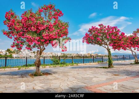 Vocambilia Blumen. Blick auf Kai mit Bäume in Blüte. Kurze und lange Reisen nach Griechenland. Griechische Landschaften. Chalkida Euböa Griechenland Stockfoto