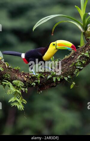 Kiel-billed Toucan - La Laguna del Lagarto Lodge - Boca Tapada, San Carlos, Costa Rica Stockfoto