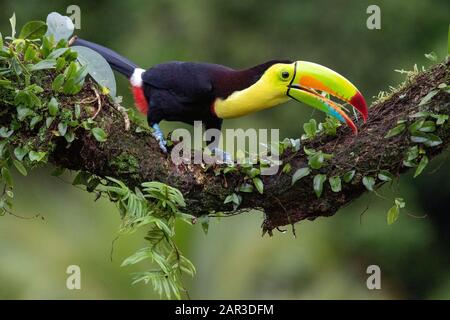 Kiel-billed Toucan - La Laguna del Lagarto Lodge - Boca Tapada, San Carlos, Costa Rica Stockfoto