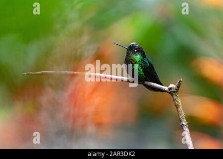 Talamanca Hummingbird (Eugenes spectabilis) - Paraiso Quetzal Lodge, San Gerardo de Dota, Provinz San Jose, Costa Rica Stockfoto