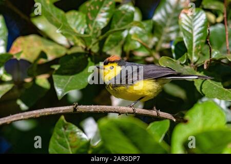 Collared Redstart (Myioborus torquatus) - in der Nähe von Paraiso Quetzal Lodge, San Gerardo de Dota, Provinz San Jose, Costa Rica Stockfoto