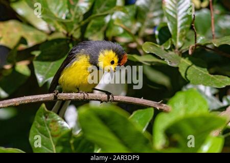 Collared Redstart (Myioborus torquatus) - in der Nähe von Paraiso Quetzal Lodge, San Gerardo de Dota, Provinz San Jose, Costa Rica Stockfoto