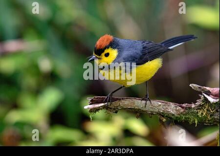 Collared Redstart (Myioborus torquatus) - Paraiso Quetzal Lodge, San Gerardo de Dota, Provinz San Jose, Costa Rica Stockfoto