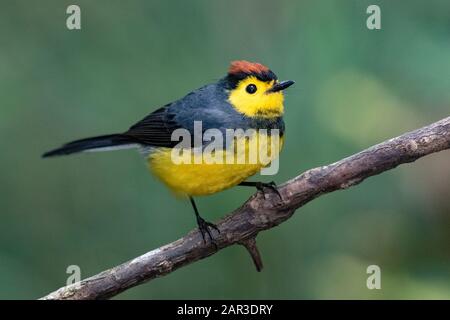 Collared Redstart (Myioborus torquatus) - Paraiso Quetzal Lodge, San Gerardo de Dota, Provinz San Jose, Costa Rica Stockfoto