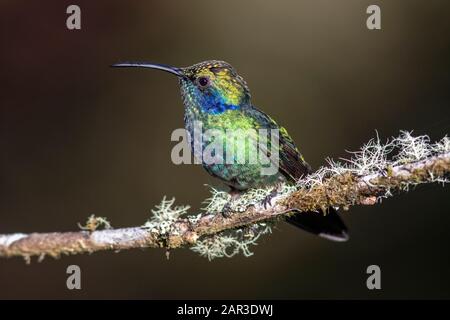 Weniger violetear (Colibris cyanotus) - Paraiso Quetzal Lodge, San Gerardo de Dota, Provinz San Jose, Costa Rica Stockfoto