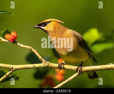 Schöner Zedernwachflügel am Ast Stockfoto