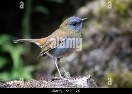 Nachtigall-thrush in schwarzer Rechnung (Catharus gracilirostris) - Paraiso Quetzal Lodge, San Gerardo de Dota, Provinz San Jose, Costa Rica Stockfoto