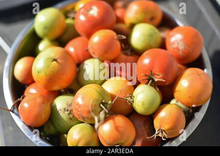 Tomaten in einer Fensterbank Stockfoto