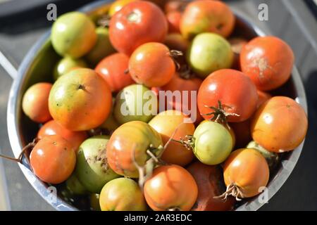 Tomaten in einer Fensterbank Stockfoto