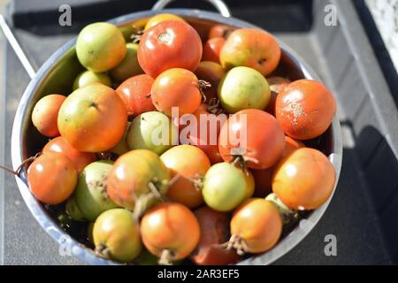 Tomaten in einer Fensterbank Stockfoto