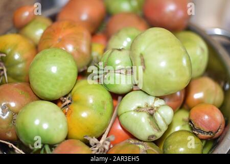 Tomaten in einer Fensterbank Stockfoto