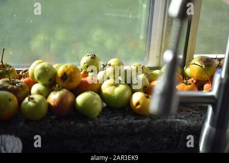 Tomaten in einer Fensterbank Stockfoto