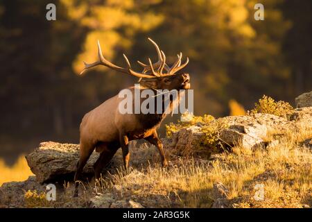 Rocky Mountain bull Elk bugling Stockfoto