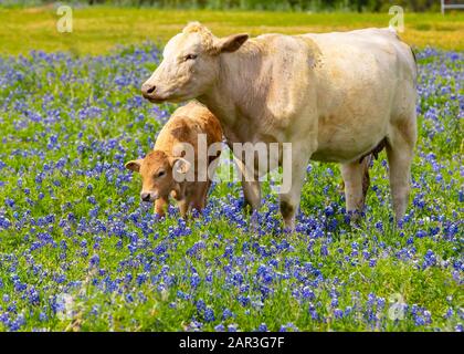 Mutterkuh mit Kalb im bluebonnet-Feld Stockfoto