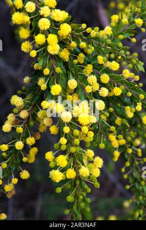 Cootamundra wattle in Flower, Acacia baileyana, Melbourne, Australien Stockfoto